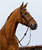 Trust Dublin Rope Noseband Bridle.