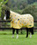 Saxon 600D Pony Combo Neck Turnout, 600D