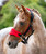 LeMieux Mini Vogue Halter & Lead Core Colours, Chilli, lifestyle.