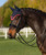 LeMieux Loire Contrast Satin Fly Veil FW25.