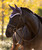 LeMieux Loire Satin Fly Veil FW25, Juniper.