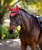 LeMieux Loire Satin Fly Veil FW25, Cranberry.