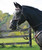 HDR Pro Equalizer Square Raised Fancy Stitched Figure 8 Bridle with Reins.