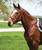 HDR Pro Stress Free Mono Crown Padded Flash Bridle with Reins.