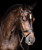 Schockemohle Monza SP Classic Anatomic Bridle.