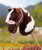 LeMieux Hobby Horse Toy Vogue Halter 2026, Mallow, lifestyle.