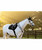 LeMieux Brilliance Close Contact Saddle Pad, Black, lifestyle 2.
