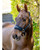 LeMieux Breakaway Vogue Halter & Lead, Black, lifestyle.