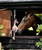 LeMieux Horse Toy Giraffe, lifestyle.