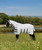 Weatherbeeta Comfitec Sweet Itch Shield Combo Neck Fly Sheet SS26.