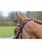 LeMieux Kudos Grackle Bridle, side.
