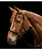 Waldhausen X-Line Sensation Bitless Bridle.