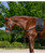 Waldhausen W Training Rein Draw Reins, side.