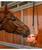 Waldhausen Carrot Ball Horse Toy.