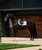 Weatherbeeta Suede Elite Air-Tec Jump All Purpose Saddle Pad, lifestyle.