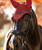 LeMieux Classic Fly Veil FW26, Russet, horse.
