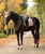 LeMieux Essence Dressage Pad FW26, Wild Rose, lifstyle, full.