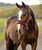 LeMieux Breakaway Vogue Halter and Lead FW26, Bramble, horse.