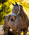 LeMieux Breakaway Vogue Halter and Lead FW26, Aloe, horse.
