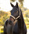 LeMieux Essence Halter FW26, Pear, lifestyle.