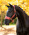 LeMieux Vogue Halter & Lead FW26, Russet, lifestyle