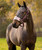 LeMieux Vogue Halter & Lead FW26, Blackberry, lifestyle