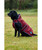 Weatherbeeta Comfitec Premier Deluxe Waterproof Dog Blanket, Burgundy.