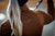 Schockemohle SPAlba Ladies Turtleneck Training Top, Nougat, back.