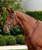 Dublin Padded Flash Bridle.