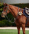 Dublin 5 Point Event Breastplate.