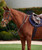 Dublin 3 Point Breastplate.