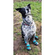 Open Box Healers Urban Walker Dog Boots - M/S - Teal