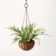New - 13" Artificial Hanging Staghorn Plant - Hilton Carter