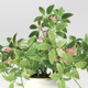 New - Artificial Berries and Leaves in Pot - Threshold