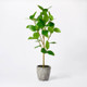 New - Banyan Tree Potted - Threshold designed with Studio McGee