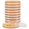 A stack of ten clear plastic Petri dishes filled with brownish agar, with one open plate in front.