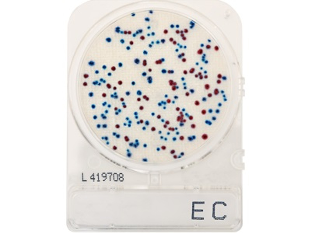 Hardy Diagnostics CompactDry E.Coli (EC) and coliforms for colony counting plates, 240 Plates/Pack