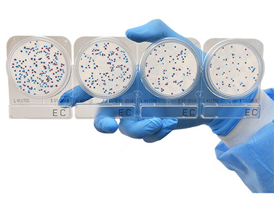 Gloved hand holding a connected strip of four clear CompactDry plates with blue and red E. coli colonies.