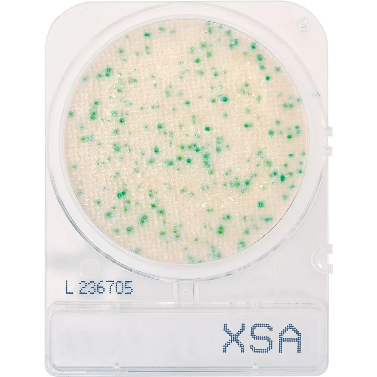 Staphylococcus aureus