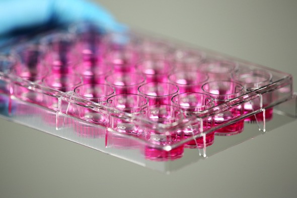 Close-up of a clear plastic 12-well cell culture plate filled with pink liquid.