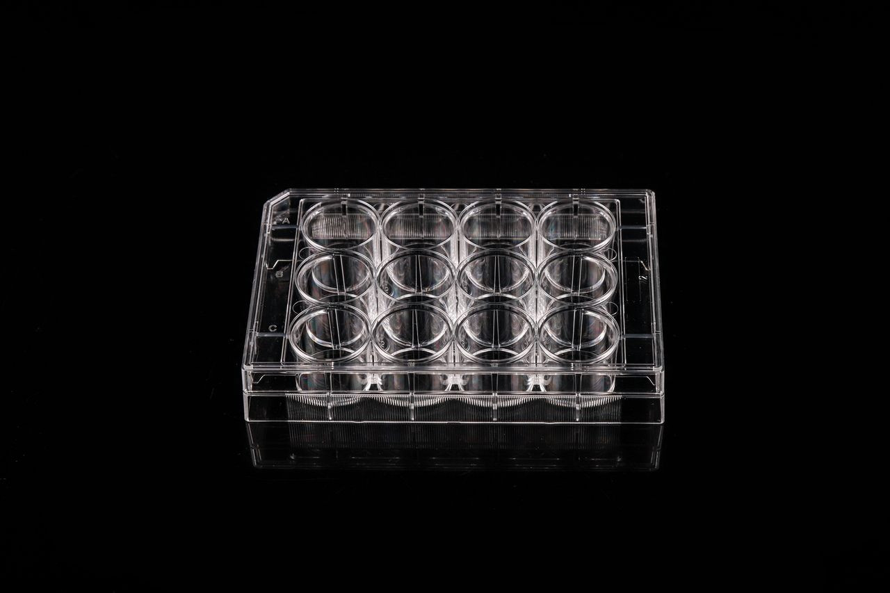 Clear 12-well cell culture plate on black background, showing rows A, B, and C with circular wells.
