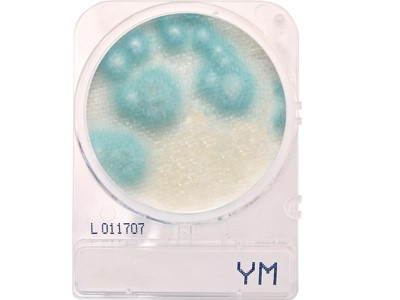 Clear plastic CompactDry YM plate containing blue mold and yeast colonies.