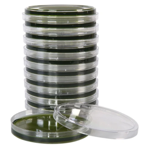 A stack of ten clear plastic Petri dishes filled with dark green Hektoen Enteric agar, with one open dish in front.