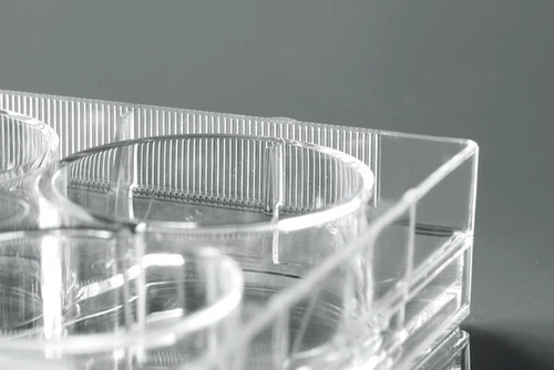 Close-up, angled view of a transparent, clear plastic cell culture plate with circular wells.