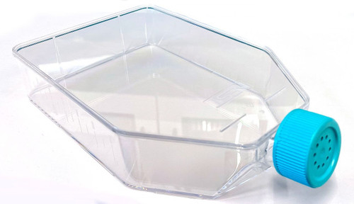 Angled view of a clear polystyrene cell culture flask with a vented turquoise cap.