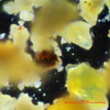 K-Pg Beloc Haiti micro 200X opaque particles, soot and shredded spherule, for sale at Sciencemall-USA K-Pg Beloc Haiti micro 200X opaque particles, soot and shredded spherule, for sale at Sciencemall-USA