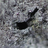Rheniite crystals, this exact specimen enlarged 4×, Sciencemall-USA