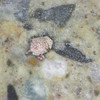 Marble Bar Spherule Bed embedded metal 5× Sciencemall-USA, this specimen