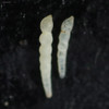 Vintage IGA microslide macro 5×, 1.1, Sciencemall-USA