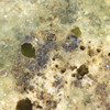 4× magnification Trinitite specimen ID: 85747, this exact specimen, green, black, vacuoles, Sciencemall-USA